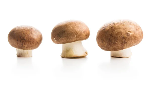 Cogumelos de champignon frescos. — Fotografia de Stock
