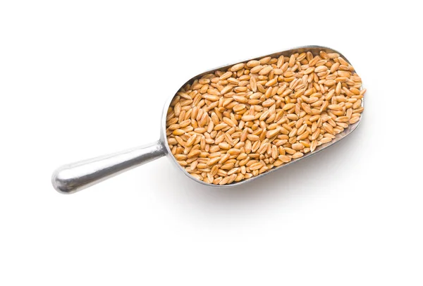 Healthy spelt grains. — Stock Photo, Image