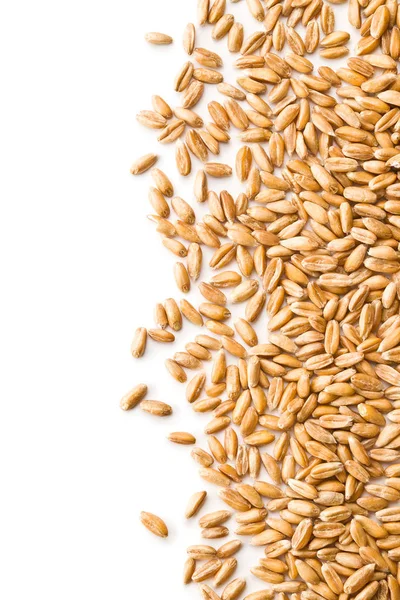 Grains d'épeautre sains . — Photo