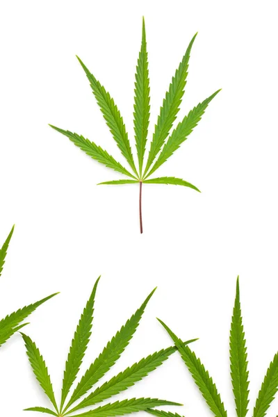 Marihuana-cannabis verlaat — Stockfoto