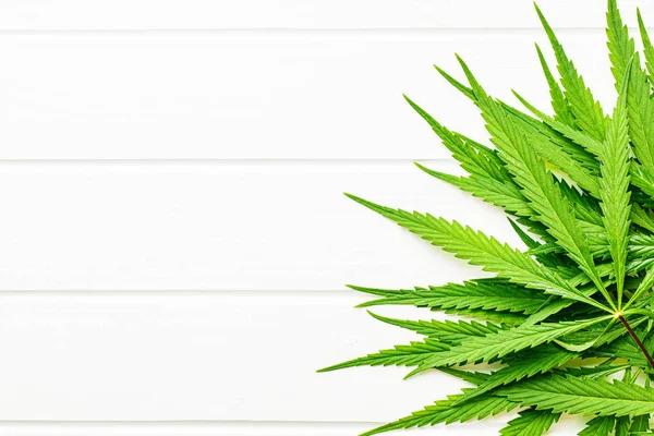 Marihuana-Blätter. — Stockfoto