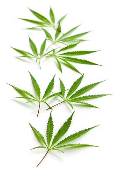Marihuana-cannabis verlaat. — Stockfoto