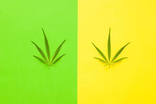 Marijuana cannabis leaves. — Stock Photo, Image