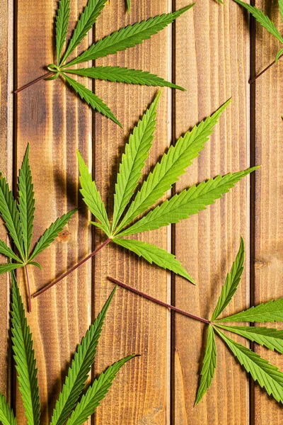 Listy konopí marihuana. — Stock fotografie