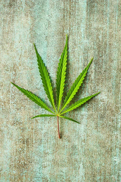 Marijuana cannabis Leaf. — Stockfoto