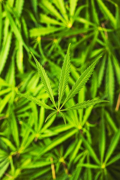 Listy konopí marihuana. — Stock fotografie
