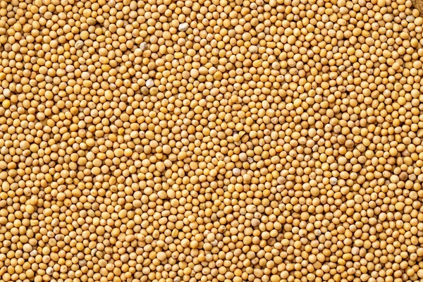 Yellow mustard seeds. — Stock Photo, Image