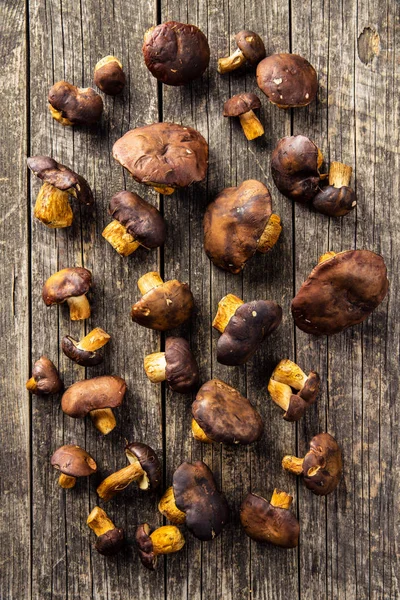 A lot of boletus mushrooms. — Stock Photo, Image