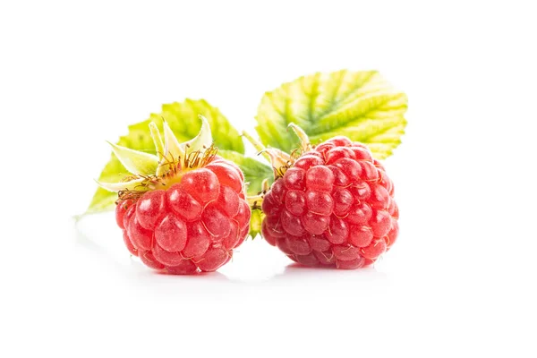 Ripe Red Raspberries Isolated White Background — Stock Photo, Image