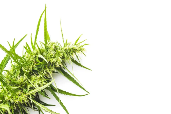 Marihuana Knospenblüten Von Cannabis Isoliert Auf Weißem Hintergrund — Stockfoto