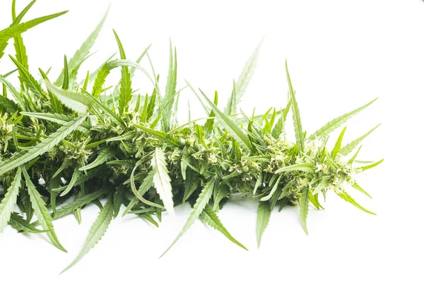 Flores Erva Maconha Cannabis Isoladas Fundo Branco — Fotografia de Stock