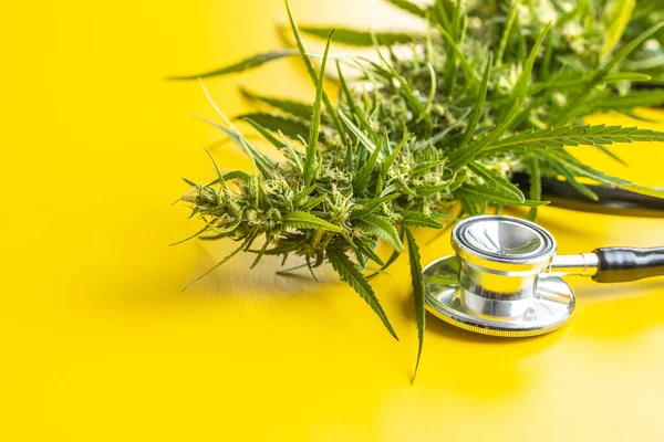 Marihuana Knospenblüten Von Cannabis Und Stethoskop Auf Gelbem Hintergrund — Stockfoto