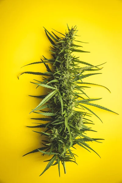 Marijuana Knopp Blommor Cannabis Gul Bakgrund Ovanifrån — Stockfoto