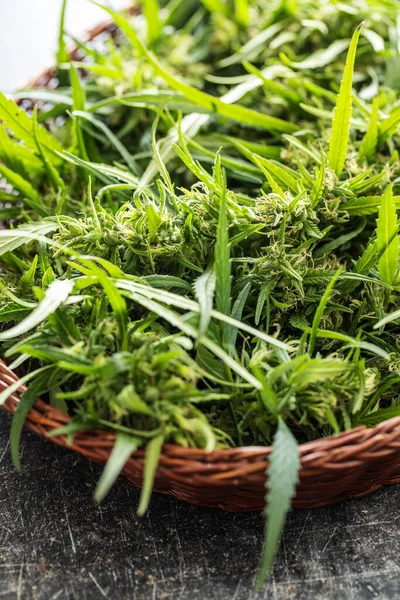 Flores Maconha Broto Cannabis Cesta — Fotografia de Stock