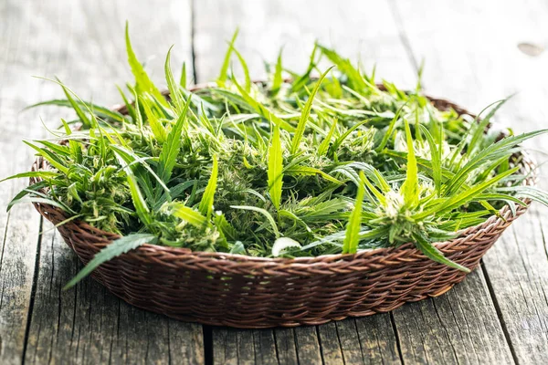 Marijuana Germoglio Fiori Cannabis Nel Cestino Sul Tavolo Legno — Foto Stock