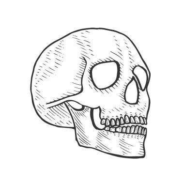 İnsan kafa kafatası iskeleti, vintage illüstrasyon kazınmış..