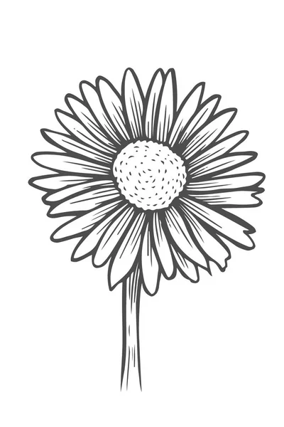 Belle Fleur Monochrome Marguerite Noire Blanche Isolée Pour Les Cartes — Image vectorielle