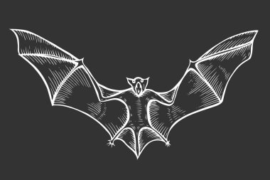 uzun kanatlı uçan yarasa çığlık, el çekilmiş vektör çizim