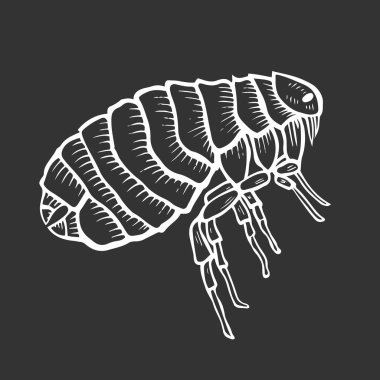 Pire Böcek parazit oyma vektör çizim. Yönetim Kurulu tarzı taklit kaşı. Siyah ve beyaz el çizilmiş resim.