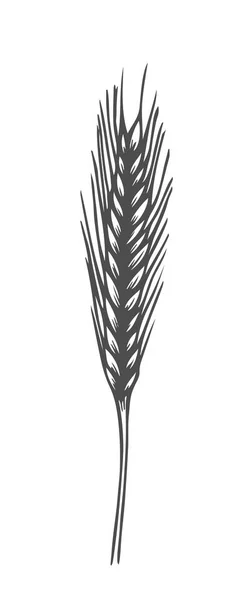 Набросок Векторной Иллюстрации Колосьев Пшеницы Черное Ухо Изолировано Белом Фоне — стоковый вектор