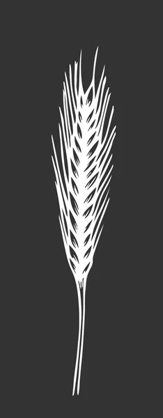 Uši Pšenice Skica Křídou Tabuli Ručně Kreslené Vektorové Ilustrace Retro — Stockový vektor