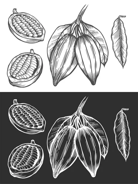 Set Disegno Superfood Cacao Illustrazione Isolata Disegnata Mano Sfondo Bianco — Foto Stock
