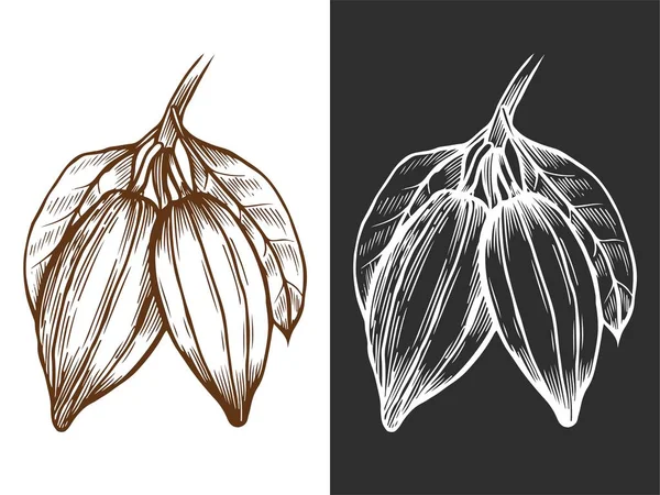 Set Disegno Superfood Cacao Illustrazione Isolata Disegnata Mano Sfondo Nero — Foto Stock