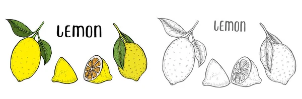 Całej Cytryny Pokrojone Kawałki Pół Leafe Nasion Szkicu Owoc Grawerowane — Zdjęcie stockowe