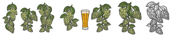 Vintage designs set with hops and leaves. Hop hand drawn in artistic engraved style. Colored  illustration. Isolated on white background.