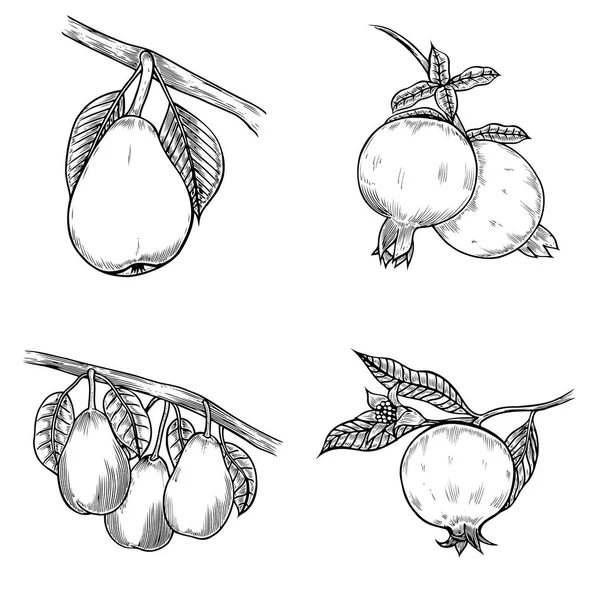 石榴和梨手画插图 隔离在米色 — 图库照片