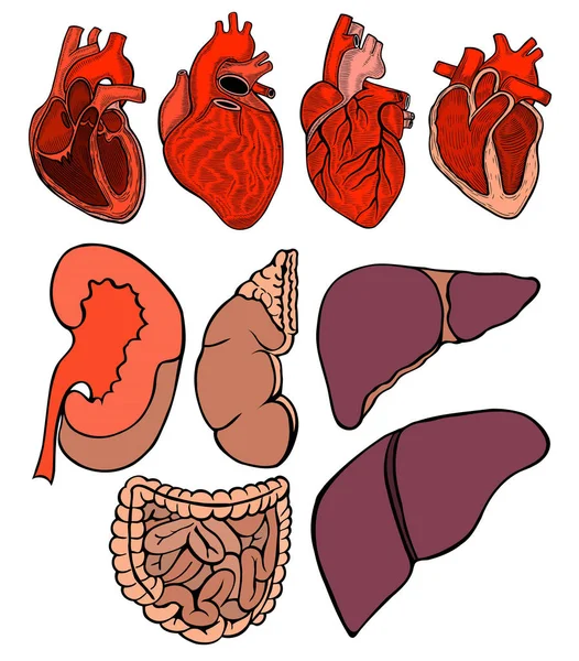 Set Aus Echtem Herz Und Leber Niere Darm Magen Illustrationsbild — Stockfoto