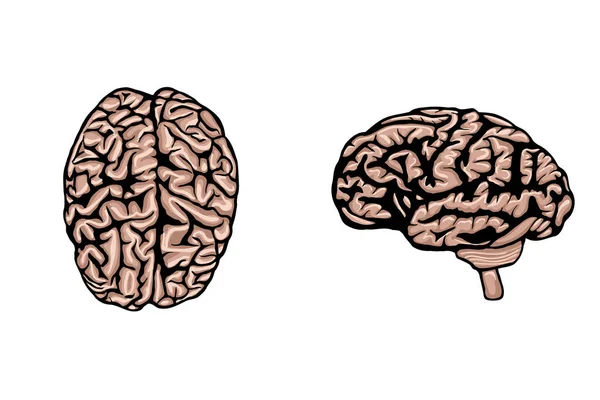 Human brain set for medical, genetics and healthcare design or idea of logo