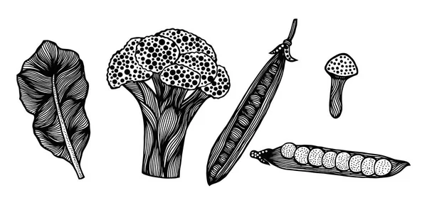 Illustrazione Vettoriale Verdure Stile Zen Doodle Boho Può Essere Stampato — Vettoriale Stock