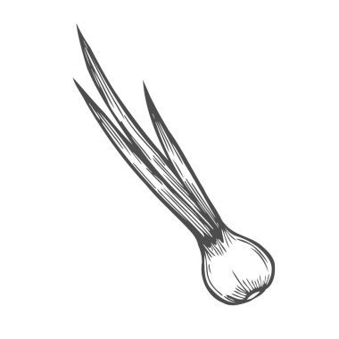 Vektör çizilmiş sebze ver. İzole srpouting soğan. Oyulmuş sanat. Organik kabataslak vejetaryen nesneler. Restoran, menü, bakkal, market, mağaza, parti, yemek için kullanın