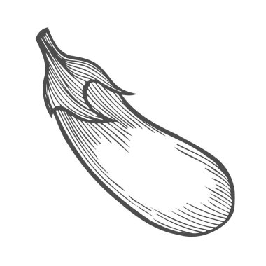 Patlıcan vektör. Beyaz arka plan üzerinde izole. retro vintage tarzı çizilmiş çizimde ver. Organik gıda, sos, yemekler bileşen