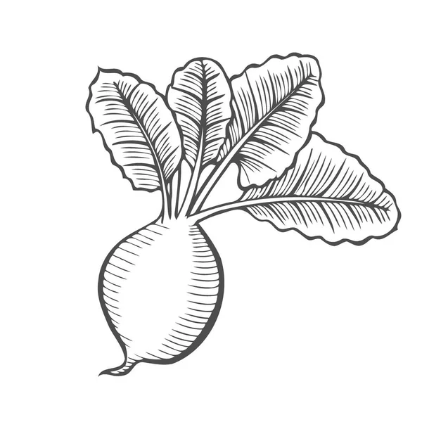 块根和块茎类蔬菜 插图手绘新鲜紫萝卜或芸薹属植物的素描在白色背景上的叶子隔离 — 图库矢量图片
