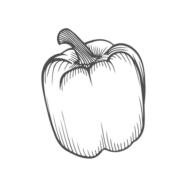 新鲜的甜椒 黑色的白色 蔬菜设计元素为农场市场 素食食谱 雕刻轮廓样式中的矢量插图 — 图库矢量图片