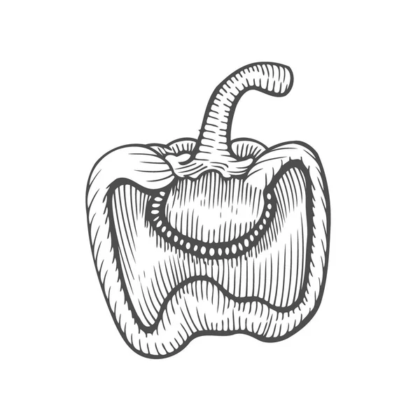 Halva Peppar Hand Dras Vektorillustration Vegetabiliska Graverade Stil Objekt Isolerade — Stock vektor