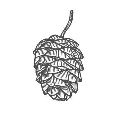 El yapımı çam kozalağı. Vintage vektör illüstrasyonu