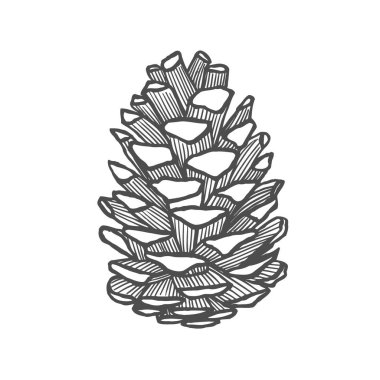 Hand drawn pine cone. Vintage vector illustration clipart