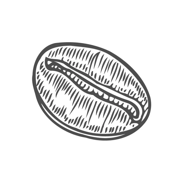 Vintage kahve çekirdeği oyma vektör çizim. Beyaz arka plan üzerinde izole