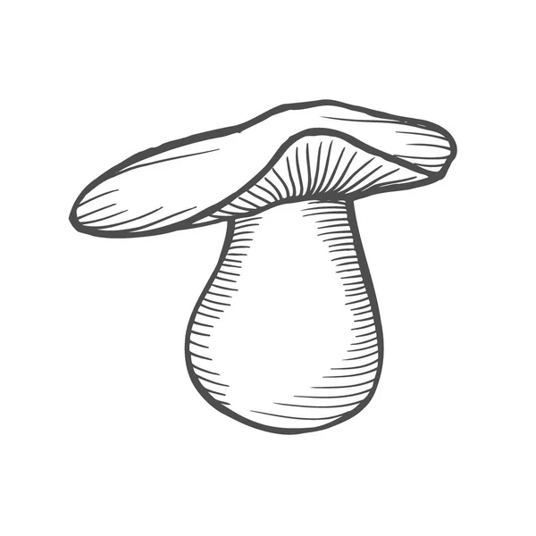 Weißer Pilz Handgezeichnete Gravur — Stockvektor