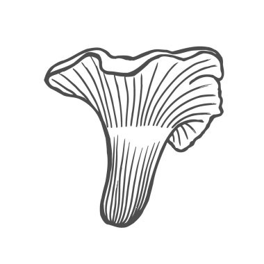 Cantharellus cibarius mantar el vektör çizim çekilmiş. Beyaz arka plan üzerinde izole gıda çizim kroki. Organik Vejetaryen ürün. Menü, etiket, ürün paketleme, tarifi için harika