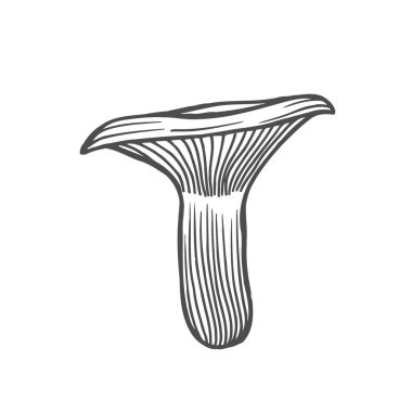 Cantharellus cibarius mantar el vektör çizim çekilmiş. Beyaz arka plan üzerinde izole gıda çizim kroki. Organik Vejetaryen ürün. Menü, etiket, ürün paketleme, tarifi için harika