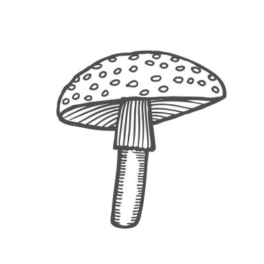 Güzel siyah ve beyaz amanita. Doğa illüstrasyon izole beyaz bir arka plan üzerinde.