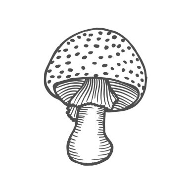 Güzel siyah ve beyaz amanita. Doğa illüstrasyon izole beyaz bir arka plan üzerinde.