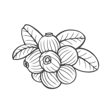 Bilberry - elle çizilmiş kroki çizim isolayed beyaz vektör