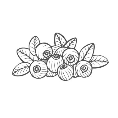 Bilberry - elle çizilmiş kroki çizim isolayed beyaz vektör