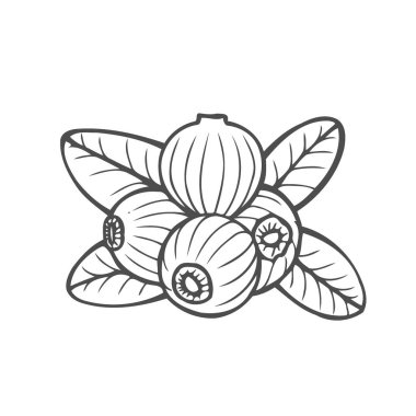 Bilberry - elle çizilmiş kroki çizim isolayed beyaz vektör