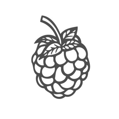 Ahududu meyve. Superfood organik meyve. Elle çizilmiş vektör oyulmuş illüstrasyon kroki. Beyaz arka plan üzerinde izole